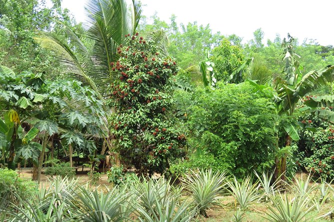 Zanzibar Spice Farm Half-Day Walking Tour - Spice Knowledge That Actually Helps You Shop