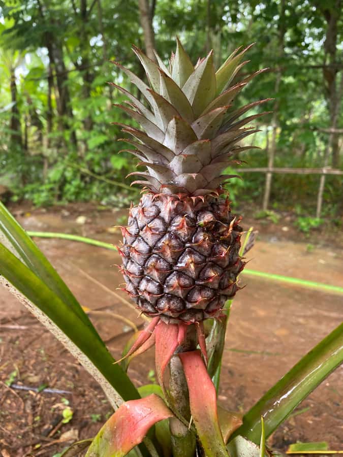 Zanzibar: Spice Farm & Stone Town Tour with Lunch - Key points before you go