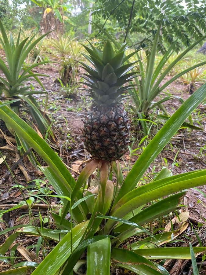 Zanzibar: Spice Farm & Stone Town Tour with Lunch - A half-day rhythm: Spice Farm flavors, then Stone Town on foot