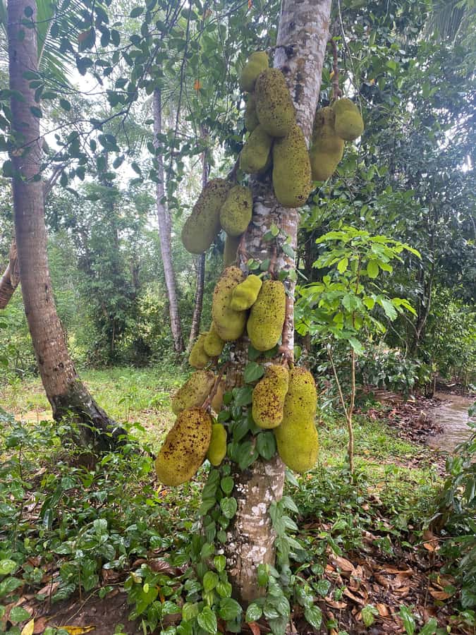Zanzibar: Spice Farm & Stone Town Tour with Lunch - Lunch at the plantation: simple, practical, and part of the story