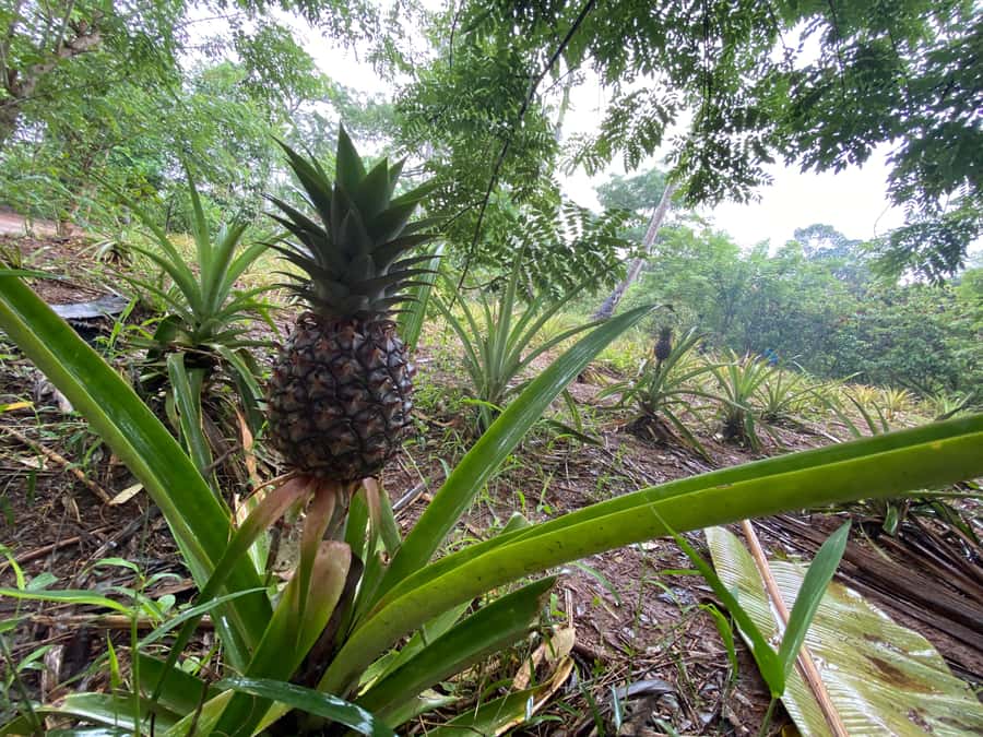 Zanzibar: Spice Farm & Stone Town Tour with Lunch - Price and value: why $50 can work out well