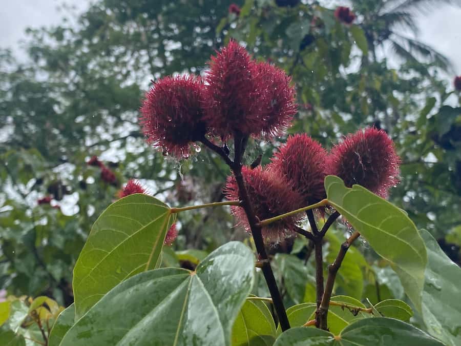 Zanzibar: Spice Farm & Stone Town Tour with Lunch - Spice Farm walk: what you taste and why it matters
