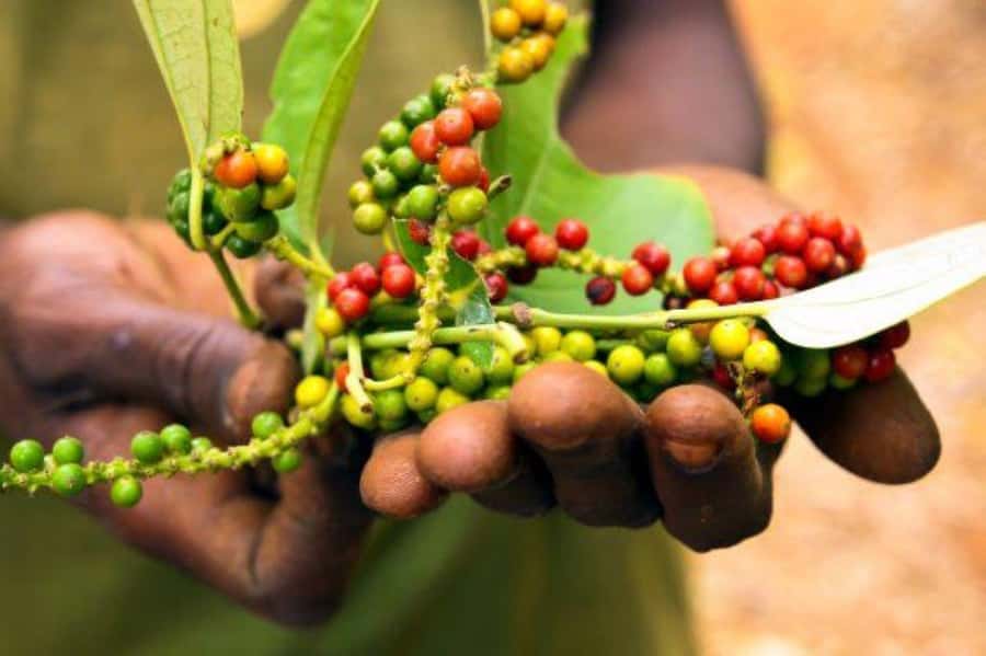 Zanzibar: Spice Farm Tour & Stone Town Adventure - Spice farm learning that makes Zanzibar’s everyday flavors click