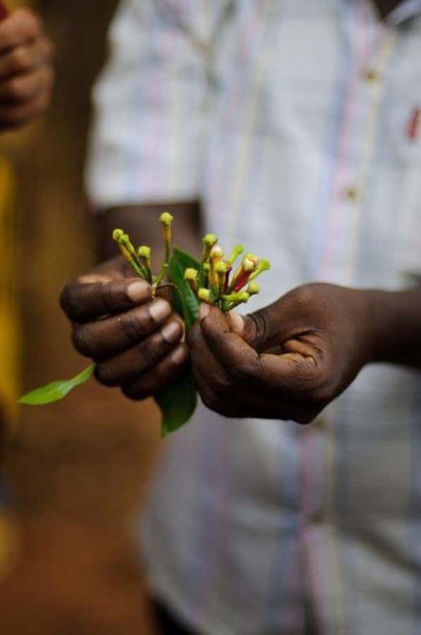 Zanzibar: Spice Farm Tour & Stone Town Adventure - The smooth half-day flow, pickup to drop-off in Zanzibar