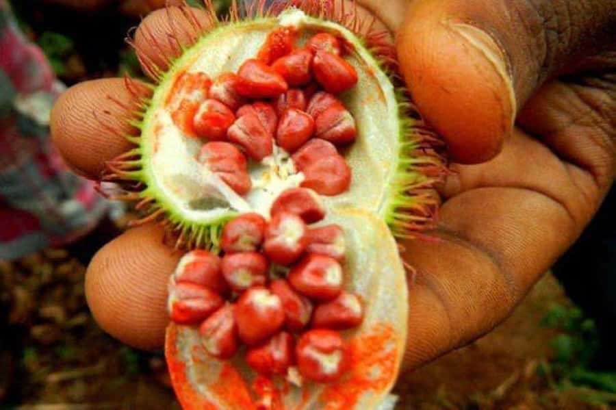 Zanzibar: Spice Farm Tour & Stone Town Adventure - Should you book this Zanzibar Spice Farm and Stone Town tour?