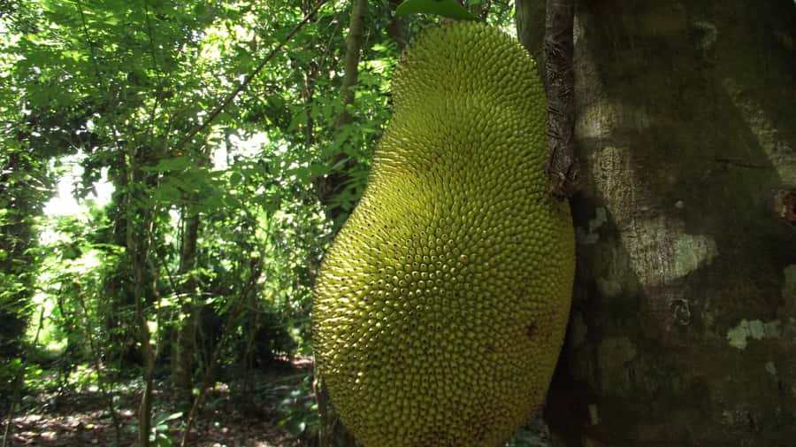 Zanzibar: Spice Farm Tour with Traditional Cooking Lesson - Why this spice farm tour feels more real than a shopping stop