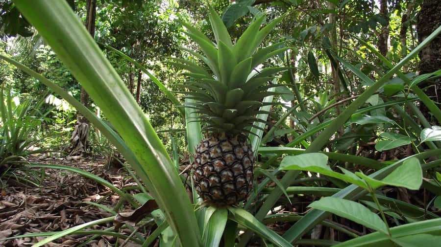 Zanzibar: Spice Farm Tour with Traditional Cooking Lesson - Small downsides to know before you go