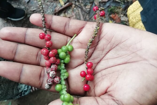 Zanzibar Spice Tour - What’s included in the price, and what you should budget for