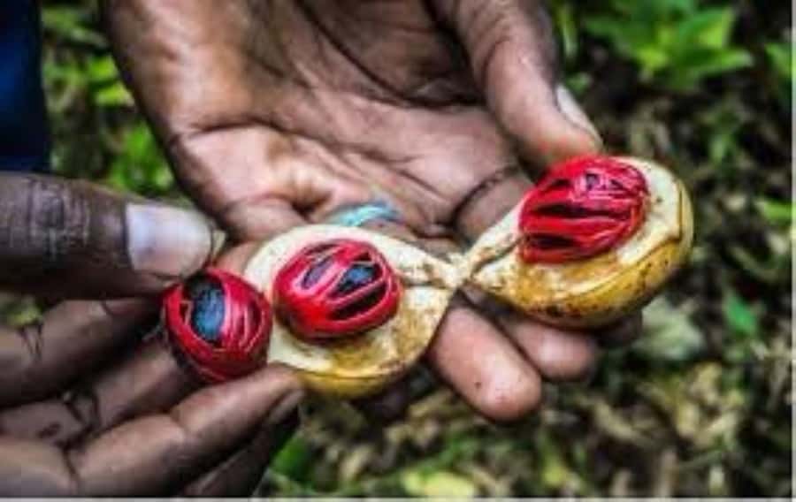 Zanzibar: Spice Tour & Stone Town Walking Tour - Spice Plantation Entrance: What You Actually See, Not Just What You Hear