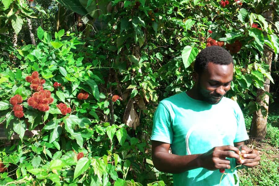 Zanzibar: Stone Town City Tour and Spice Farm with Lunch - Landmark sequence: Palace Museum, Bait-al-ajab, Old Fort, and more