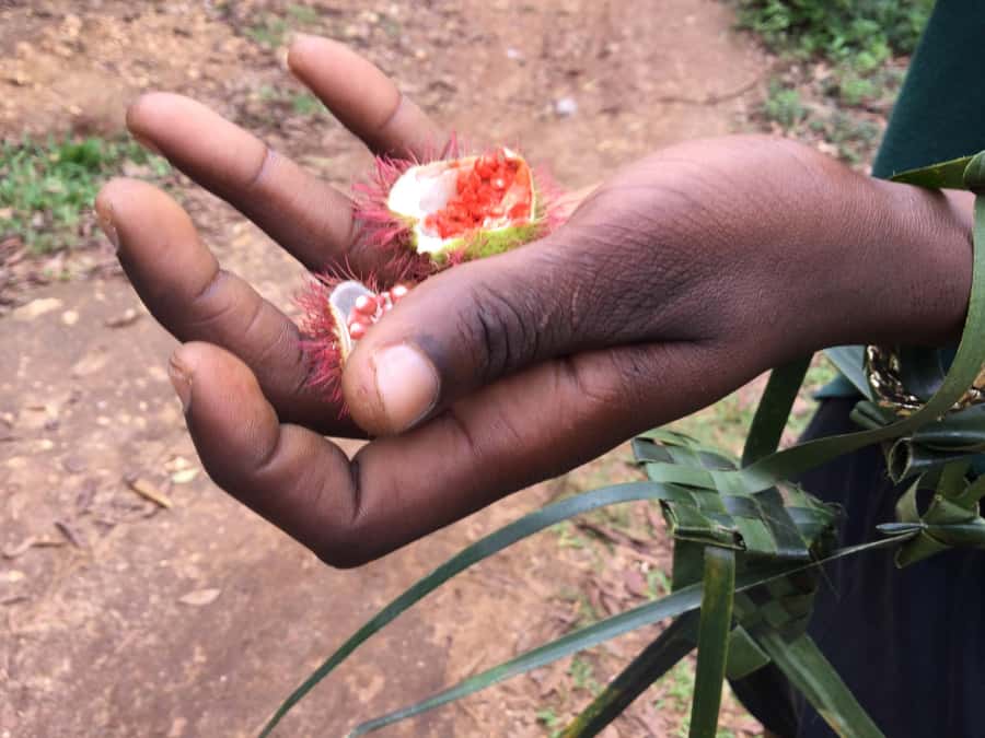 Zanzibar:Stone Town & Spice Farm Private Tour Lunch Included - Stone Town in 2 Hours: Forodhani Gardens, Old Fort, and the Key Landmarks
