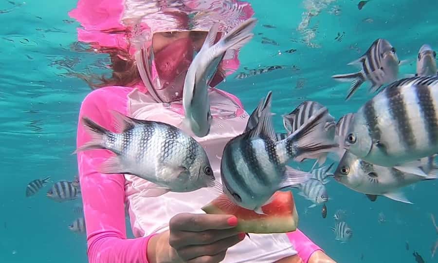 Zanzibar : Swim with dolphin + Snorkel mnemba coral Reef - Getting to Mnemba from Nungwi: the timing that shapes the day