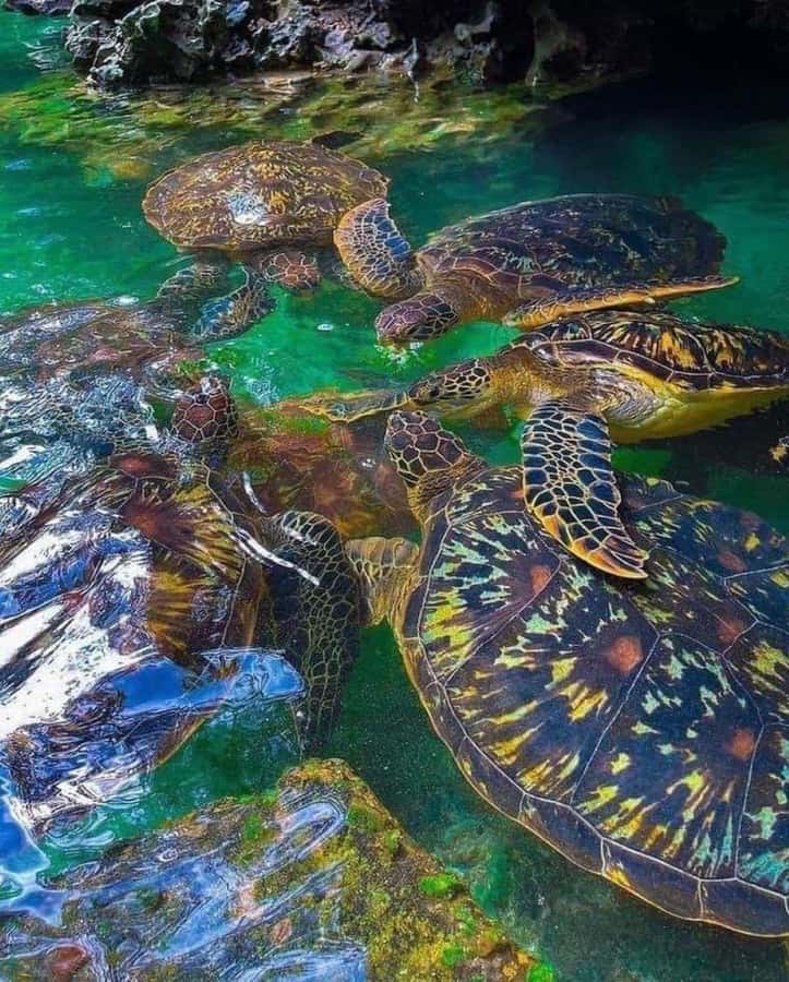 Zanzibar: Swim with Sea Turtles at Baraka or Salaam Aquarium - Swim With Sea Turtles in Zanzibar, Close Up and Guided