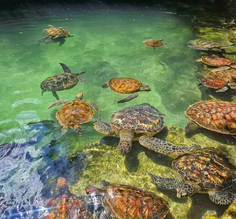 Zanzibar: Swim with Sea Turtles at Baraka or Salaam Aquarium - Baraka Aquarium vs Salaam Aquarium: Which One You’ll Visit