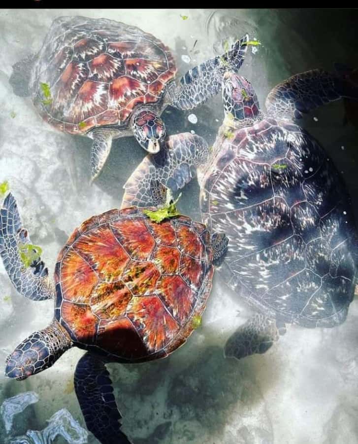 Zanzibar: Swim with Sea Turtles at Baraka or Salaam Aquarium - Touch, Feed, and Photo Tips That Make the Session Easier