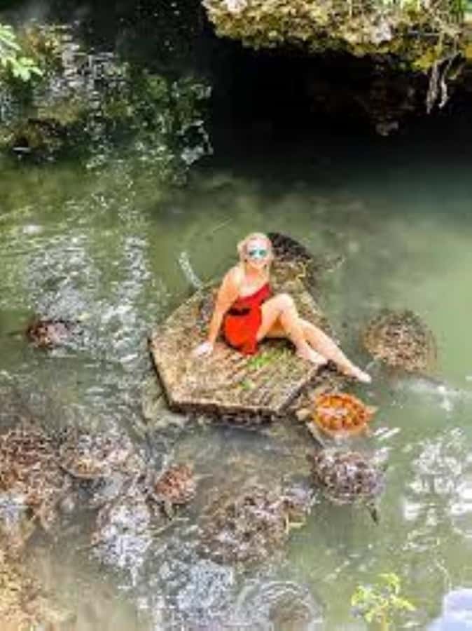 Zanzibar: Swim with Sea Turtles at Baraka or Salaam Aquarium - Best Time to Go: Early Pickup Can Change the Mood