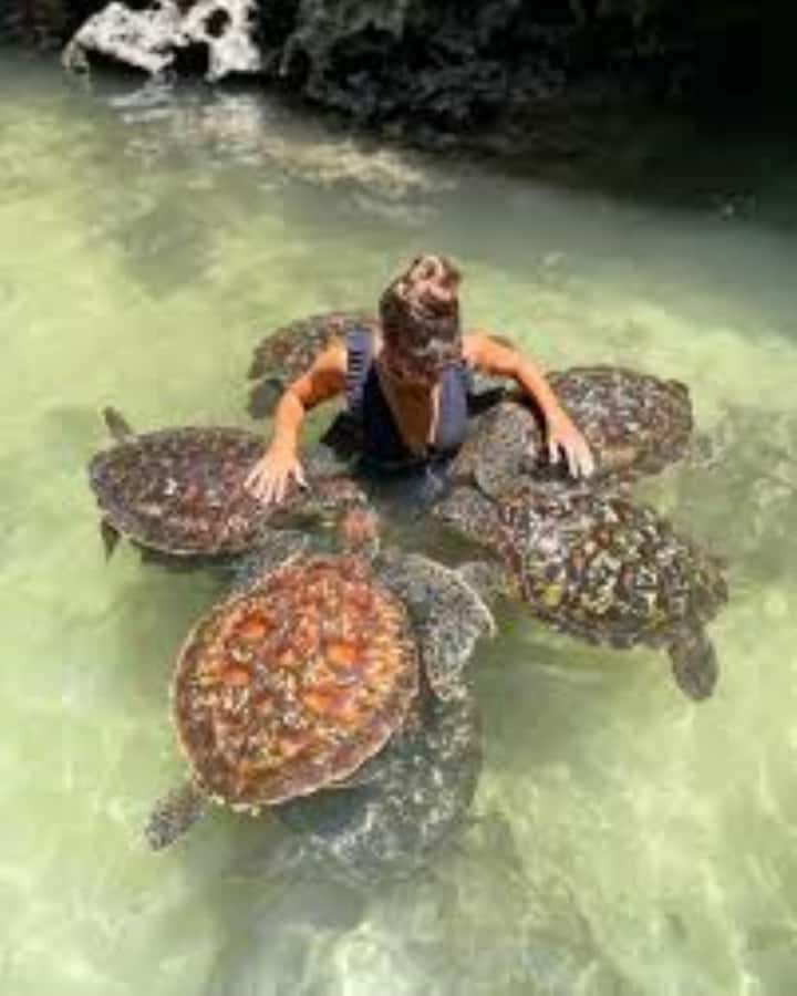 Zanzibar: Swim with Sea Turtles at Baraka or Salaam Aquarium - Who This Tour Fits Best in Zanzibar