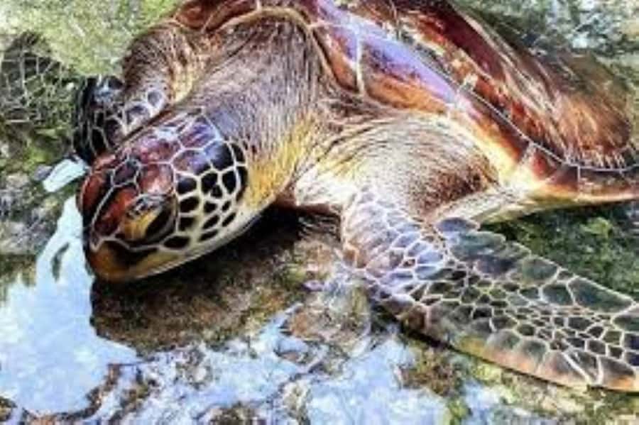 Zanzibar: Swim with Sea Turtles at Baraka or Salaam Aquarium - Should You Book the Sea Turtle Swim at Baraka or Salaam Aquarium?