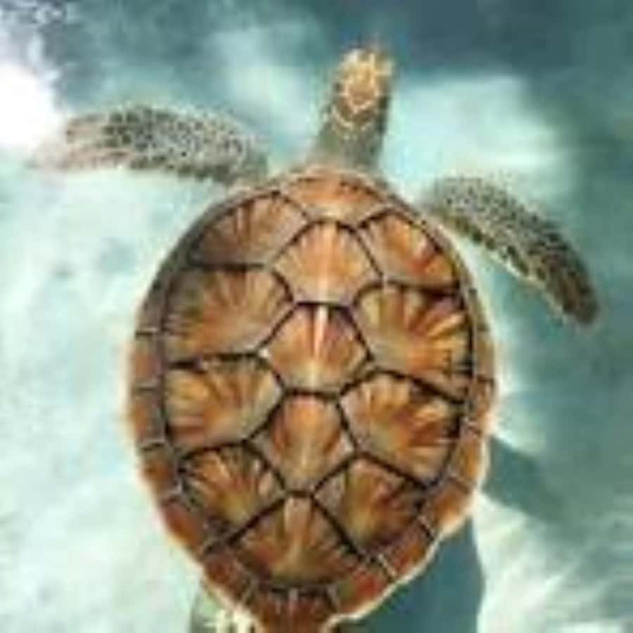 Zanzibar: Swim with Sea Turtles at Baraka or Salaam Aquarium - FAQ