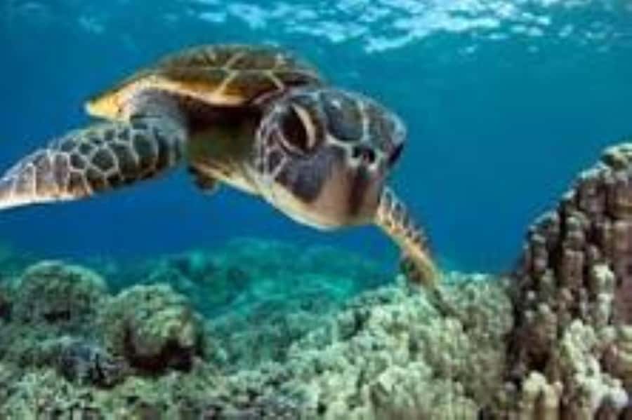 Zanzibar: Swim with Sea Turtles at Baraka or Salaam Aquarium - Your 3-Hour Plan, From Hotel Pickup to Turtle Lagoons