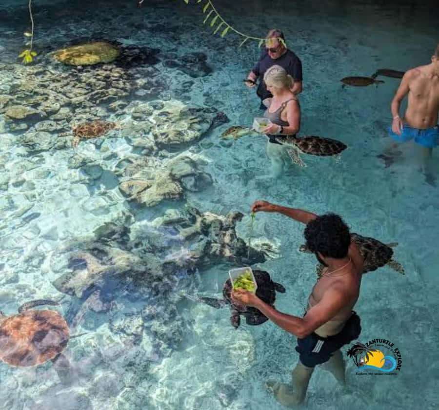 Zanzibar: Swimming with Turtles at Salaam Cave Aquarium - What it’s like to swim and snorkel with sea turtles