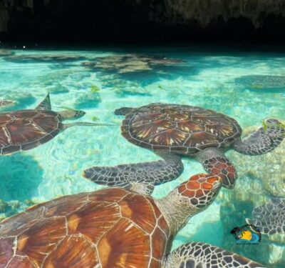 Swimming with Turtles at Salaam Cave Aquarium