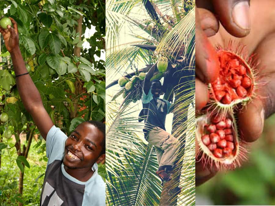 Zanzibar: The Swahili Spice Experience - Spice Tour + Culinary Journey - Arnoldi’s on the Cliff: Swahili lunch with the ocean view