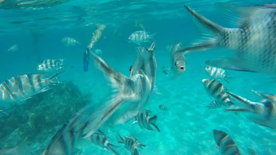 Zanzibar: Tumbatu Island Private Snorkeling Adventure Tour - Key things I’d clock before booking