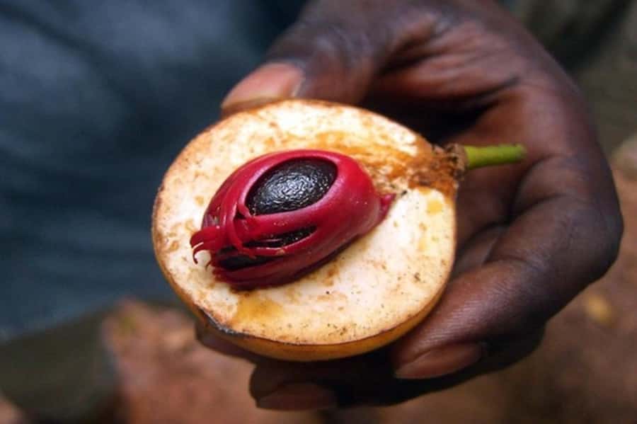 Zanzibar: Walking Spice Tours with Guide - Zanzibar Spice Farm Walking Tour: What You’re Really Buying