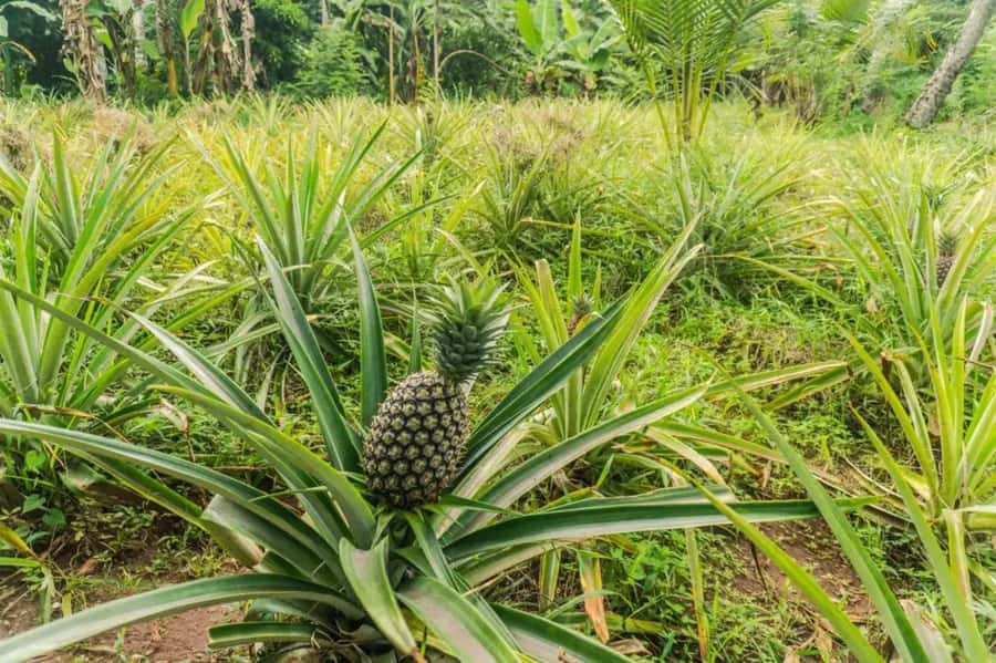 Zanzibar: Walking Spice Tours with Guide - Key Details I Look For Before Booking
