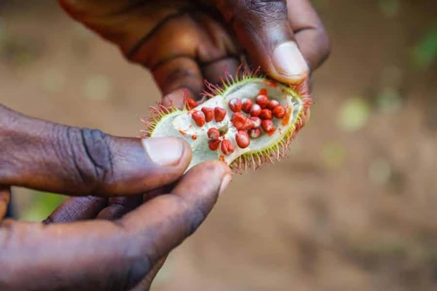 Zanzibar: Walking Spice Tours with Guide - Tangawizi Spice Farm and the Shamba Walk You Come For